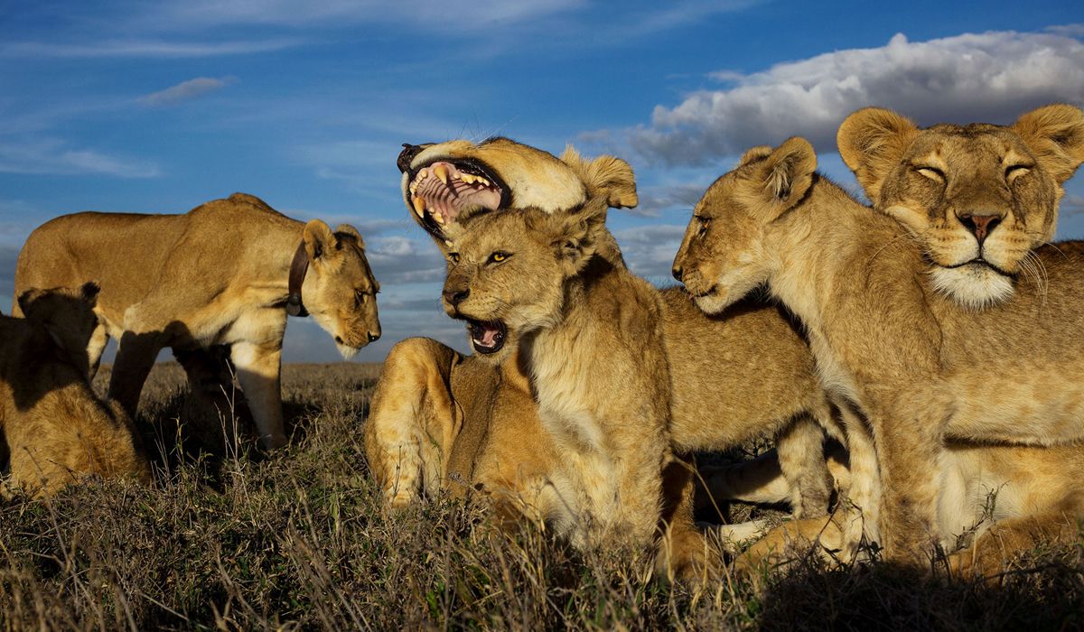 雌狮才是狮群的领袖，雄狮也很少单独行动（狮群构成）