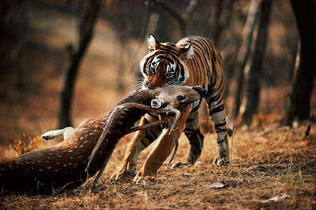 老虎怀孕之后是怎么捕猎的？要是渣男不帮忙只能饿着吗