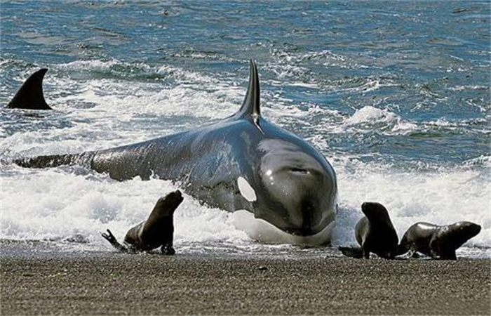 连大白鲨都吃的虎鲸为何偏偏对人类非常友好