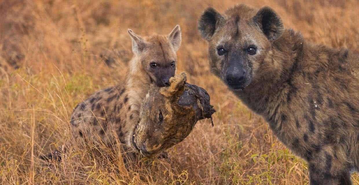 鬣狗为何喜欢抢猎豹的食物，难道猎豹实力弱？（互为敌手）