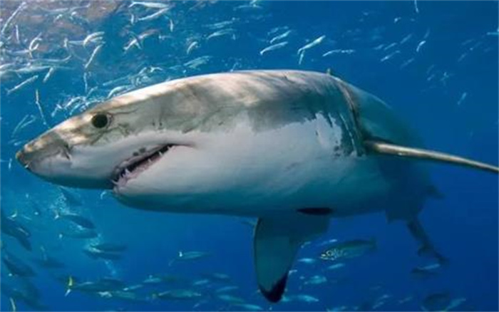 人类曾32次圈养大白鲨平均活不过24天大白鲨为何无法圈养