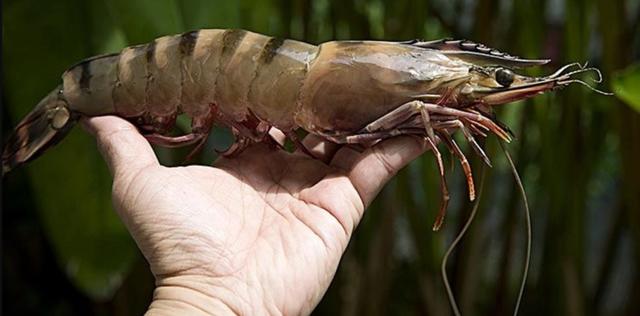 猛过亚洲鲤鱼：与手臂一样大的亚洲虎虾，美国人已无计可施