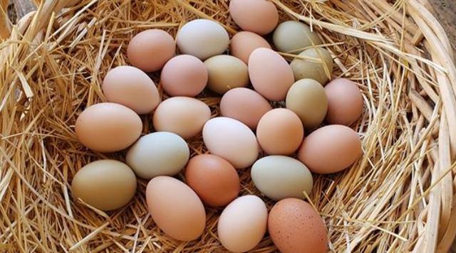 母鸡不受精也能产蛋，公鸡丧失雄性价值？公鸡的存在多余吗？