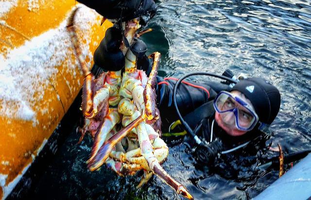 披着螃蟹外衣的帝王蟹，已在巴伦支海泛滥，价格为何还居高不下？