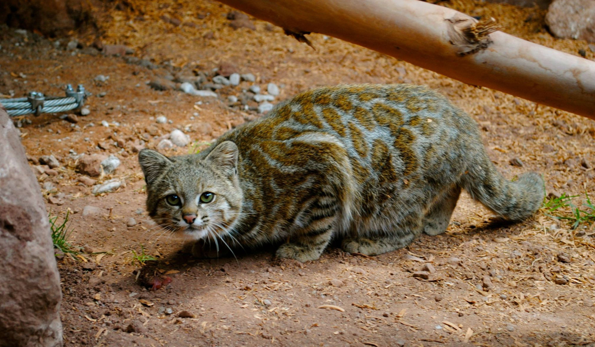 南美最小的猫科动物，经常过得提心吊胆（南美林虎猫）