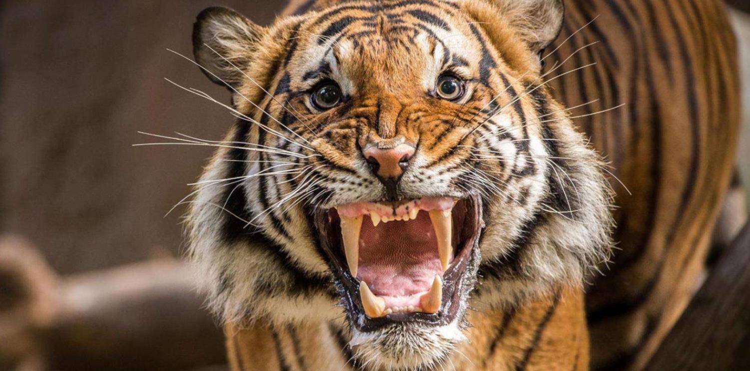 亚洲狮及老虎在印度的生存现状（繁荣之下的危机）