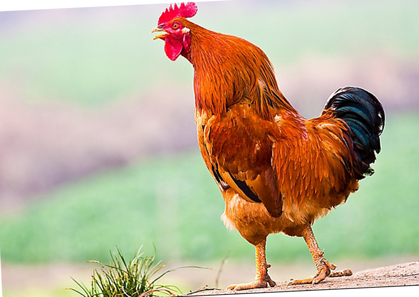 研究表明鸡更喜欢啄颜值高的人（面部对称）
