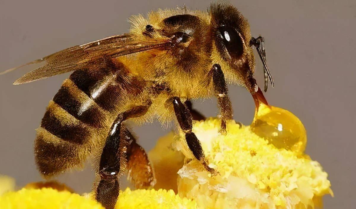 海角蜜蜂有多“毒”？一只便能摧毁其他蜂群（凶悍杀手）