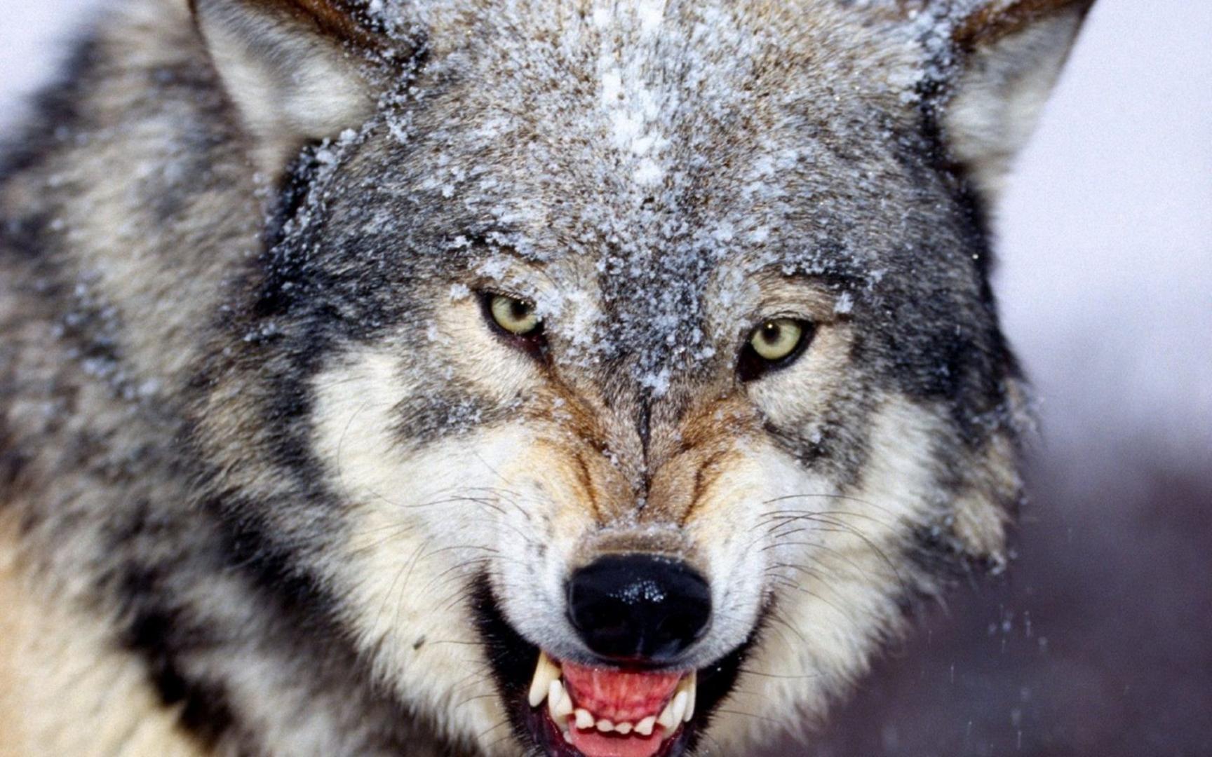 狼群和鬣狗群，哪个群体更强大（群居动物）