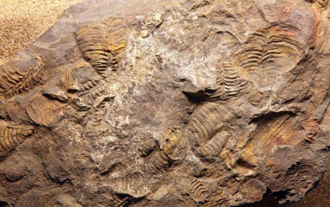 青藏高原发现22.6万年前手印，坚硬石板上清晰可见，谁留下的？