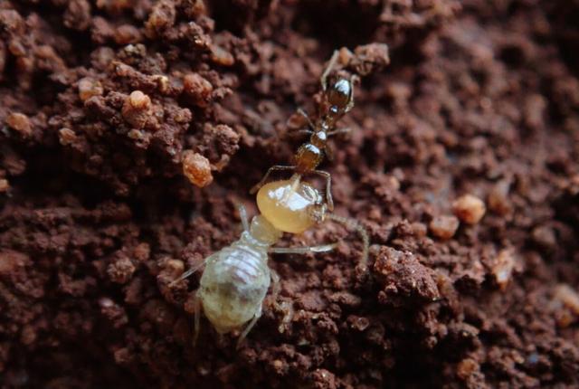人类在盖房子方面真得学学蚂蚁，蚁巢到底藏了多少“机关”？