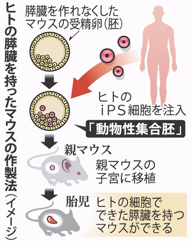 日本的“人与动物胚胎试验”，想制造人类器官，胚胎怎么受精？
