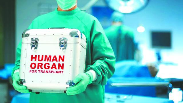 日本的“人与动物胚胎试验”，想制造人类器官，胚胎怎么受精？