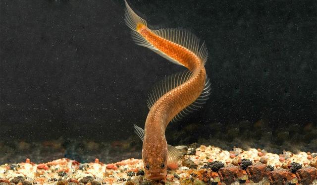 印度地下有怪鱼，蛇身火焰尾，和龙很是相似（咕噜谜鳢）