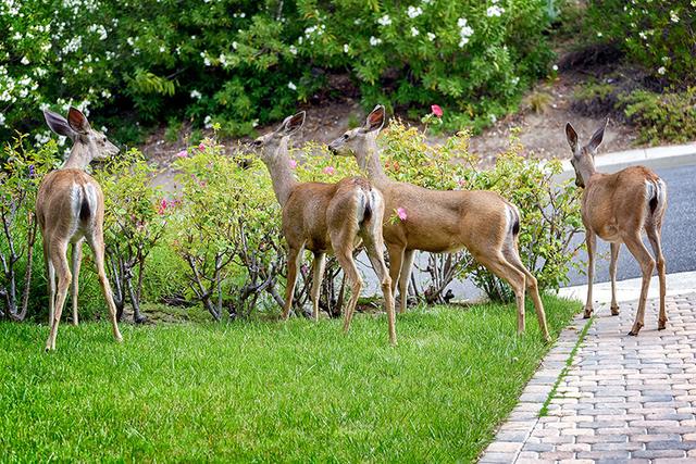 为什么要建议郊区人，不要在院子里种鹿类喜欢的植物？