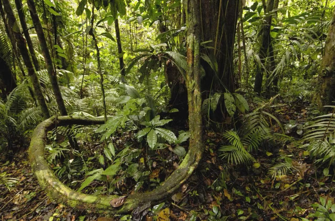 亚马逊雨林被誉为绿色天堂、地球之肺，是人类禁区，到底多恐怖？