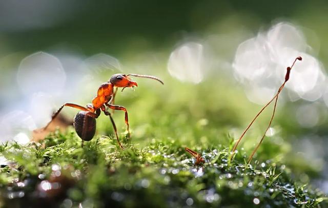 蚂蚁没有大脑，生活在二维空间，它们真看不见人类吗？