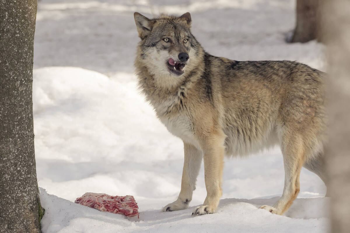 犬科动物里的王者，是唯一一种能直面猫科动物的猛兽(北美灰狼）