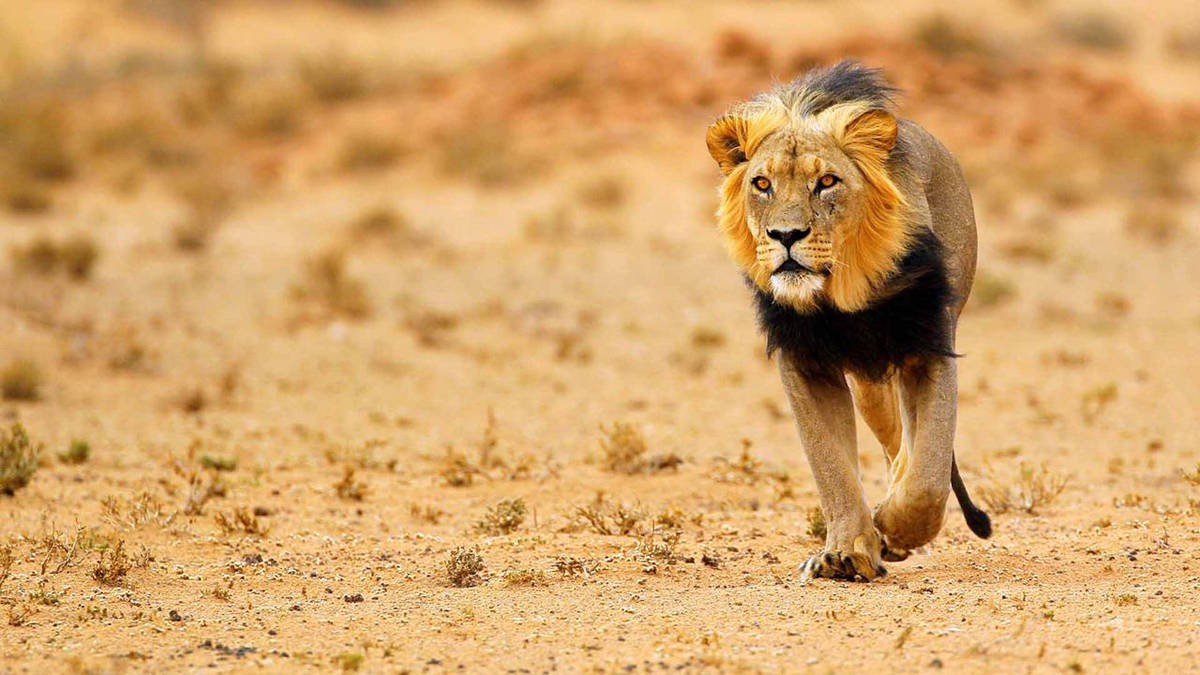 纳米比亚沙漠狮子图片