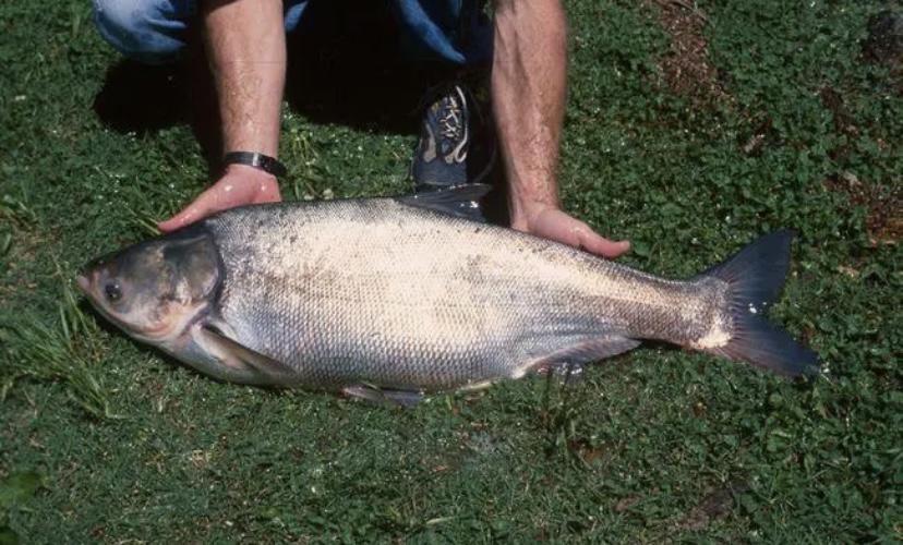 长达27年未捕捞三峡水库中的鱼类，水库中最大的鱼多大了？