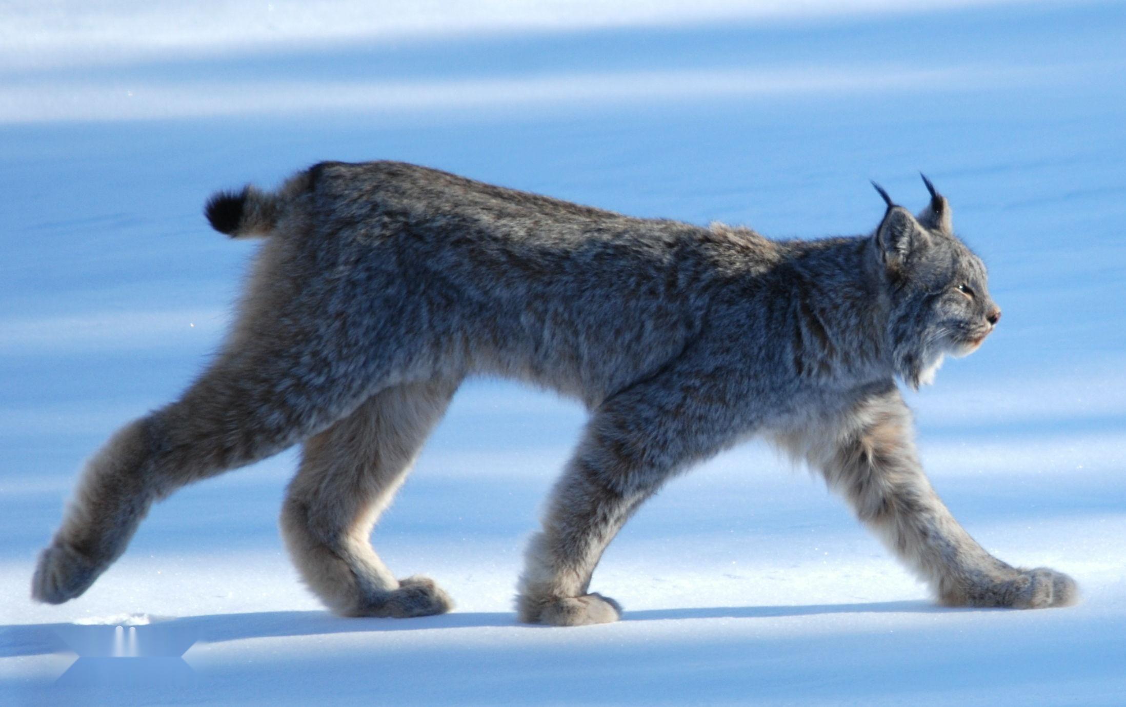 最不怕冷的一种猫科动物，雪山上除了雪豹，就它“最凶”（猞猁）