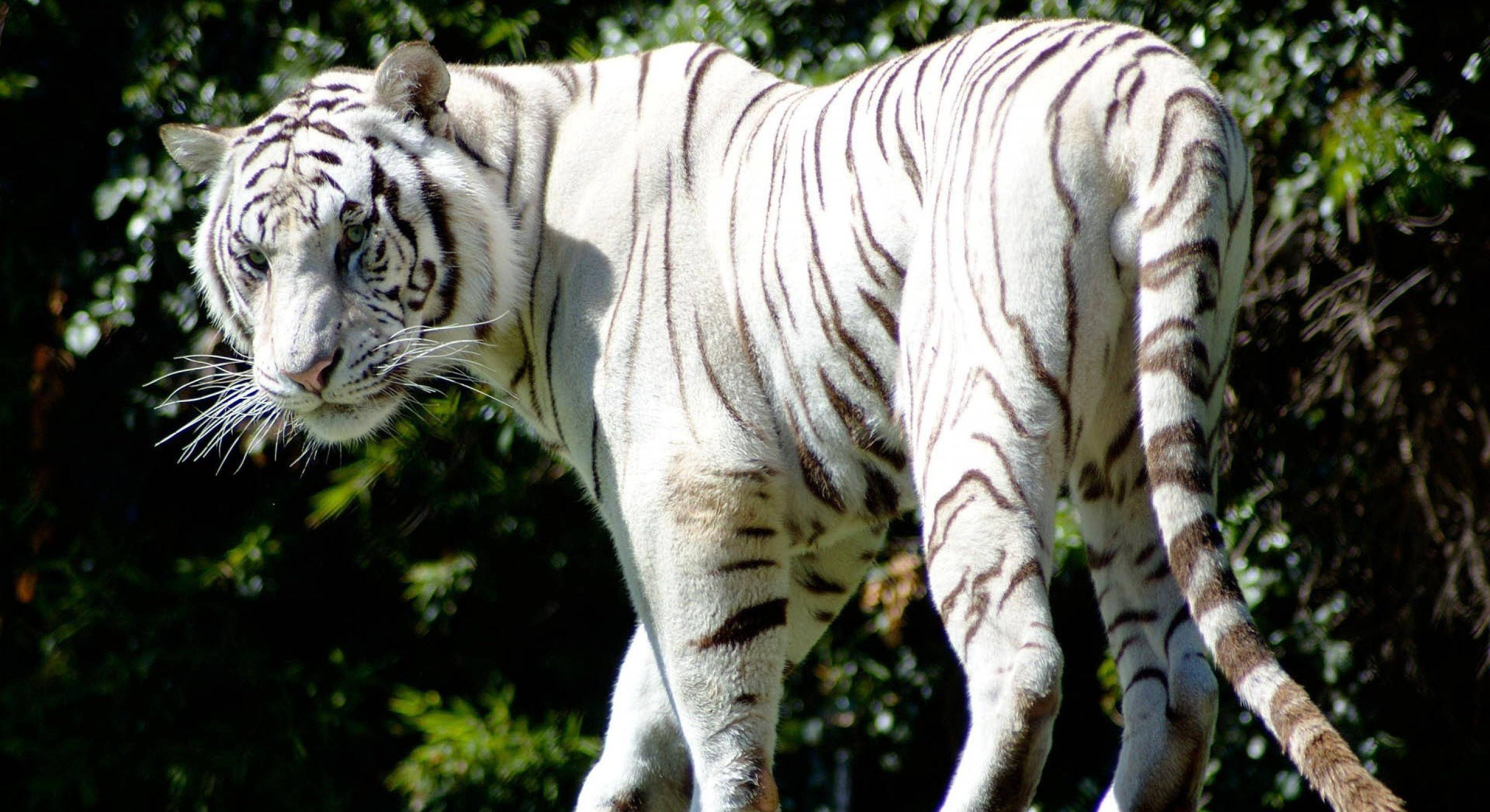 白虎天生就比普通的老虎凶猛吗？（基因突变）