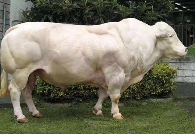 肌肉发达肉质细腻，比利时蓝牛一天能长3斤肉，我国为何不引进？