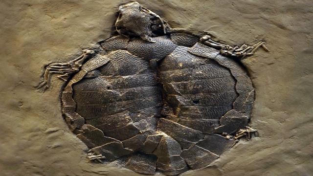 交配时一对乌龟惨变化石，4700万年居然还得被人围观。