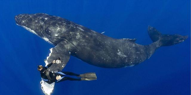 鲸鱼都不是它对手，藏在海底的“无情杀手”，潜水员也避之不及