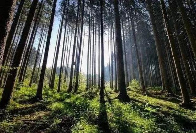 如果地球上的森林比原来多了一倍会怎么样？（后果难以承受）