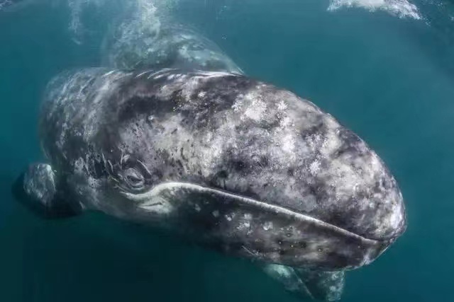 露脊鲸头上长了看着就难受的老茧，原因是“鲸以食为天”