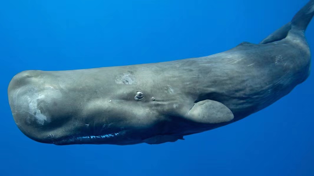 露脊鲸头上长了看着就难受的老茧，原因是“鲸以食为天”