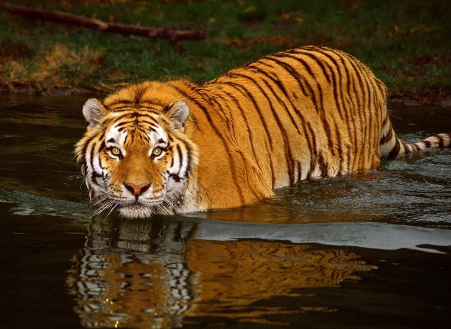 老虎的捕食比猎豹厉害在哪里？（一击毙命）