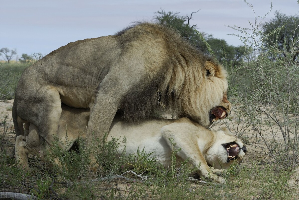 一只普通的野生雌狮，能不能打赢人工饲养的老虎（把握机会）
