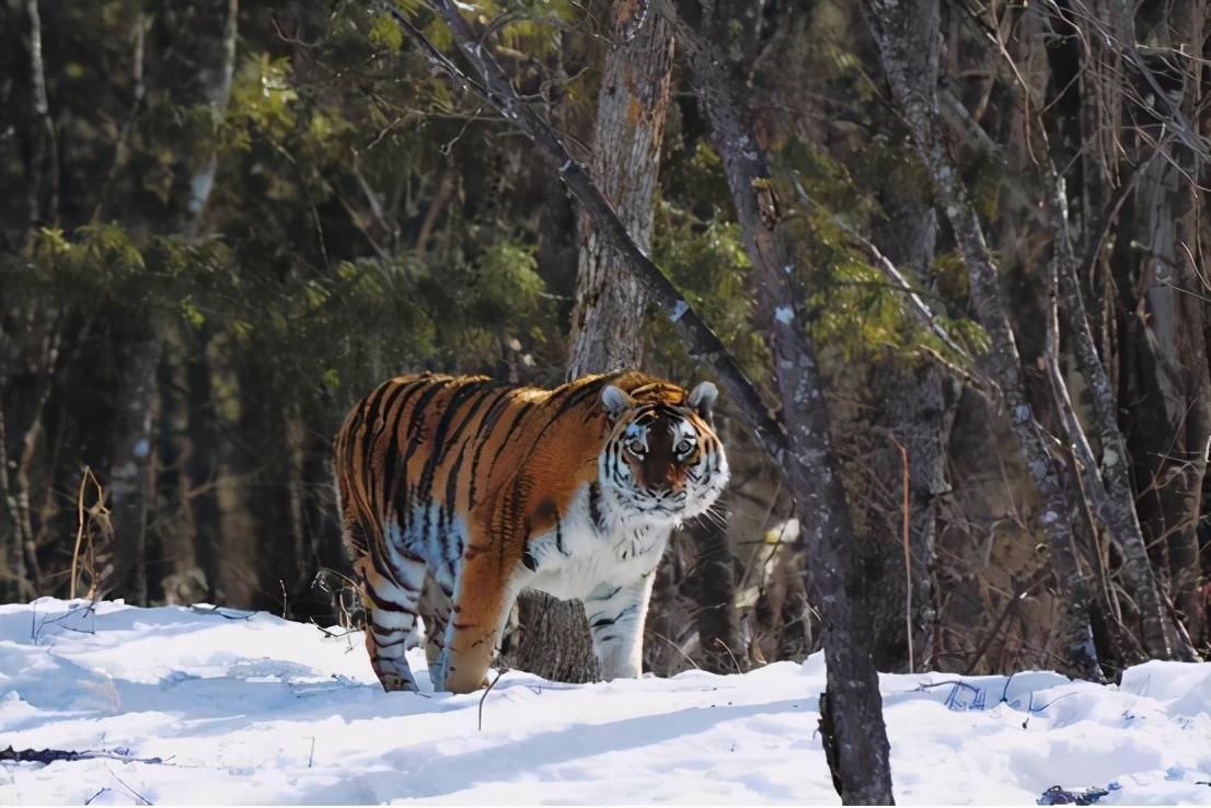 东北虎真的是地球上最厉害的猫科动物吗？（仍有对手）