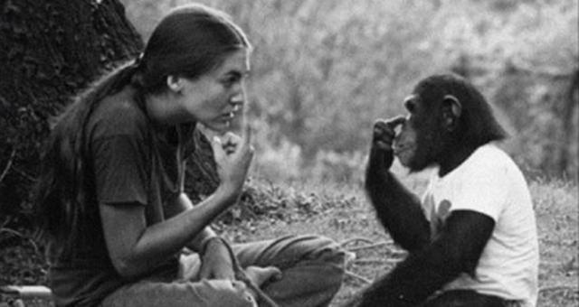 黑猩猩与人类小孩一同生活受教育，并且自认是人，结局令人伤感