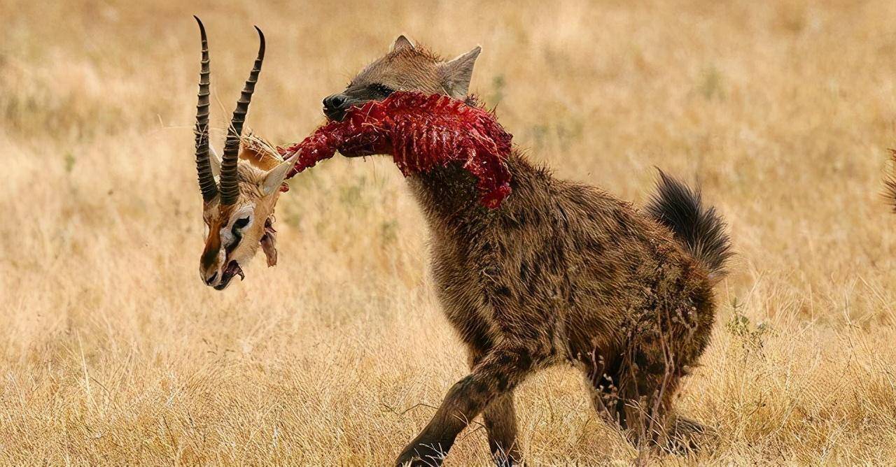 论咬合力，鬣狗比雄狮都强，但啥鬣狗不是狮子的对手（体型差距）