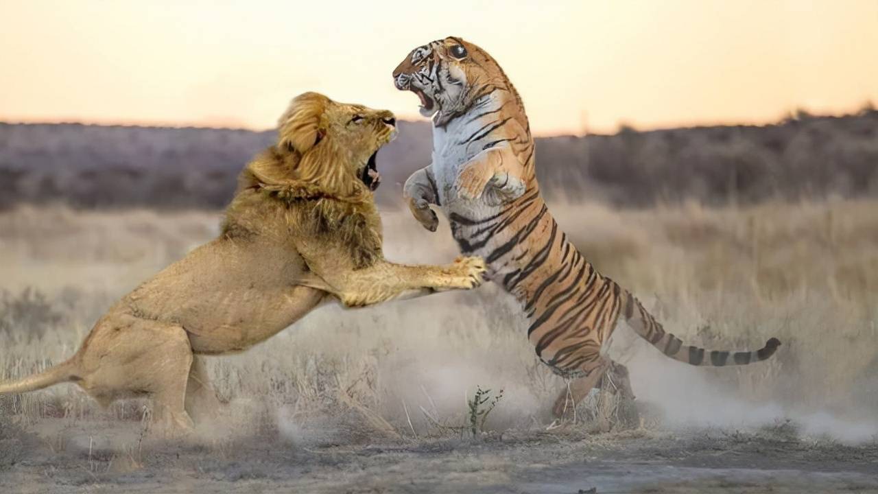 泰森如果在野外与狮子老虎相遇，能不能打翻一只（无法抗争）