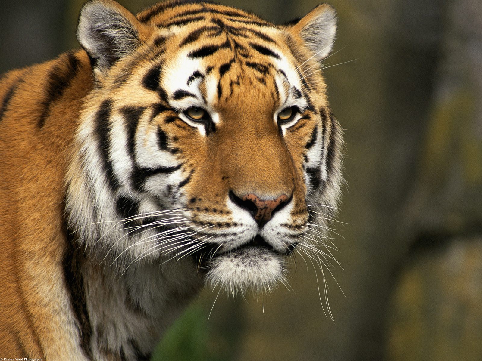 如果有动物在老虎面前逃跑，它会追上去吗？（本能狩猎）