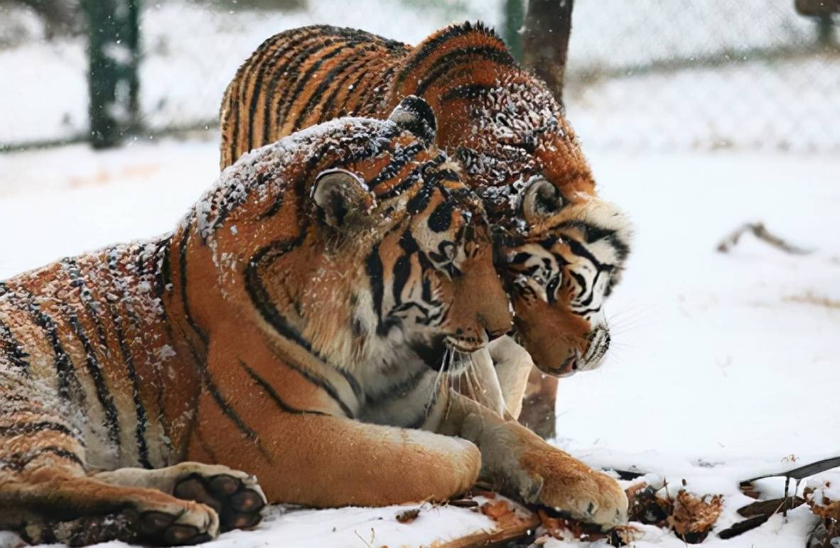 雄狮如果跟老虎一样在深山老林住着，老虎能够打不能赢