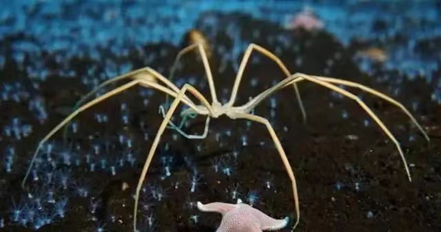 5亿年前的生物海蜘蛛用自身能力证明了没有天敌。（足够废物）