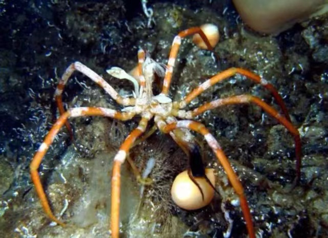 5亿年前的生物海蜘蛛用自身能力证明了没有天敌。（足够废物）