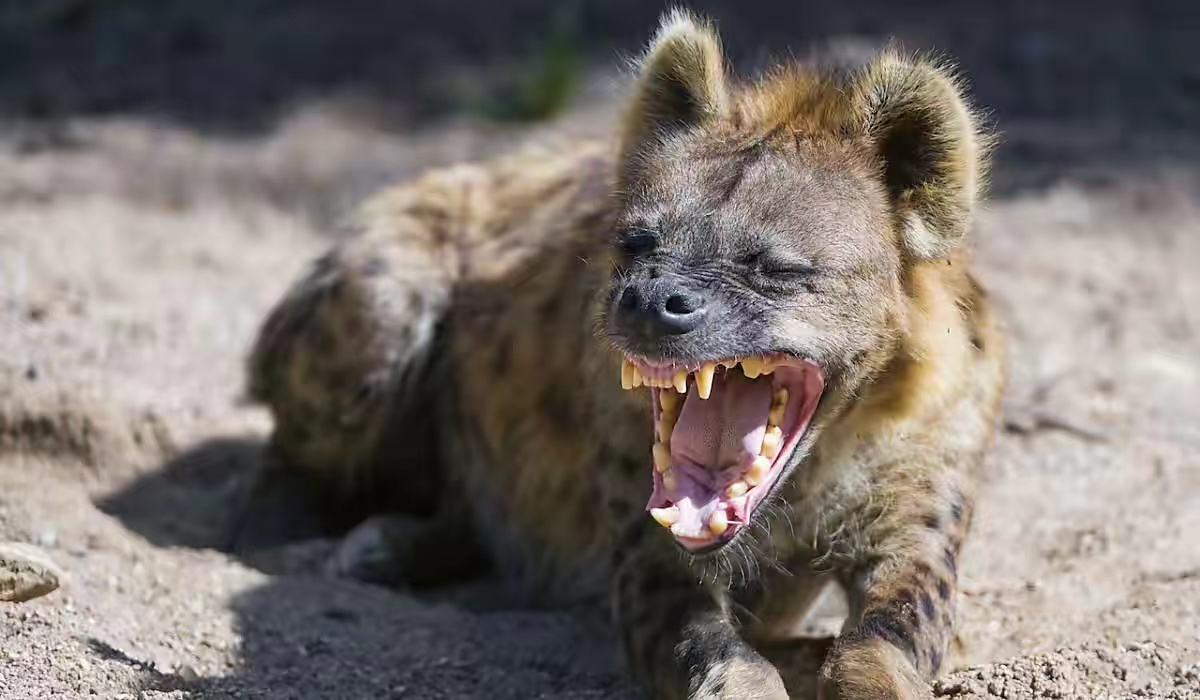 “非洲二哥”鬣狗，不怕狮子却怕非洲人？究竟非洲人怎么对它的？