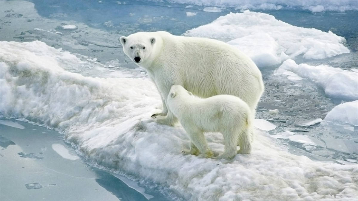 当前最大的陆生食肉动物（北极熊）