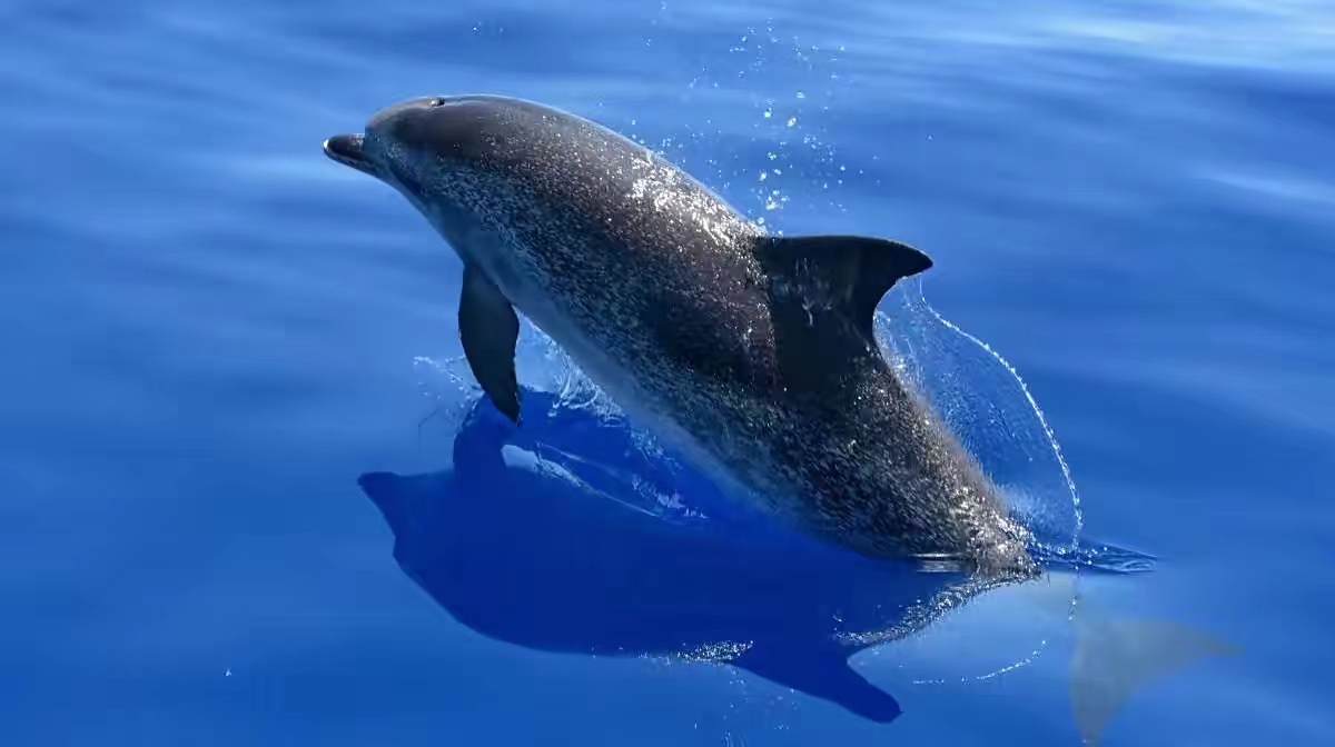 海豚没看起来那么纯良？演化出了人类特征，交配时还有些“变态”