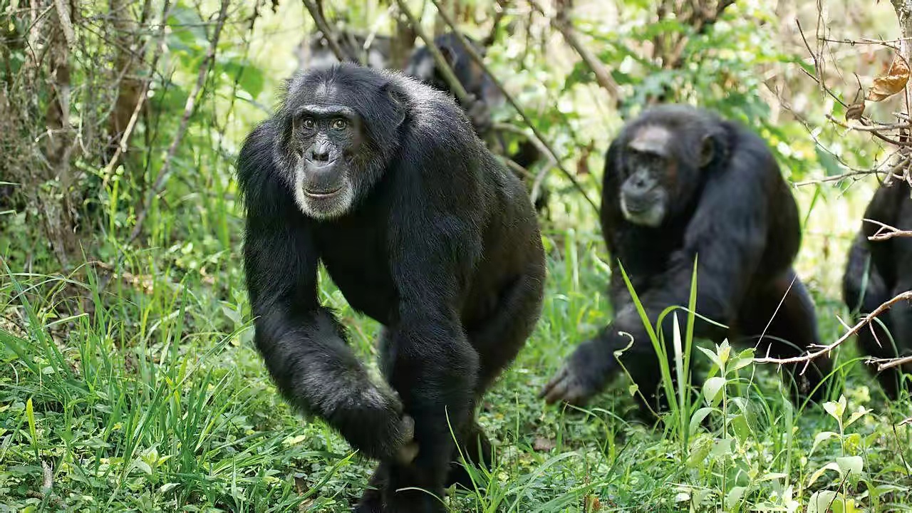 一只非洲黑猩猩，是怎么把艾滋病传给非洲黑人，再传到全世界的？