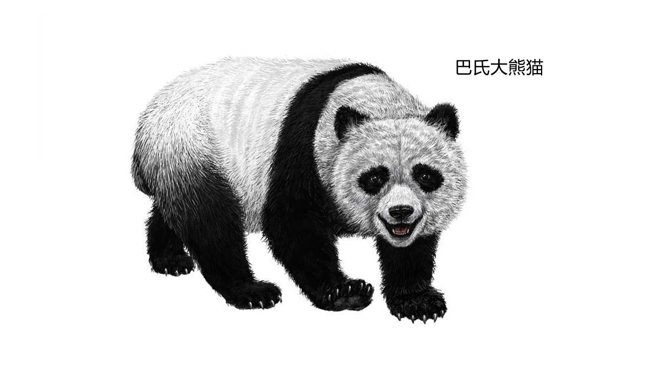 消失的远古生物，大熊猫的亲戚巴氏大熊猫（大熊猫亚种）