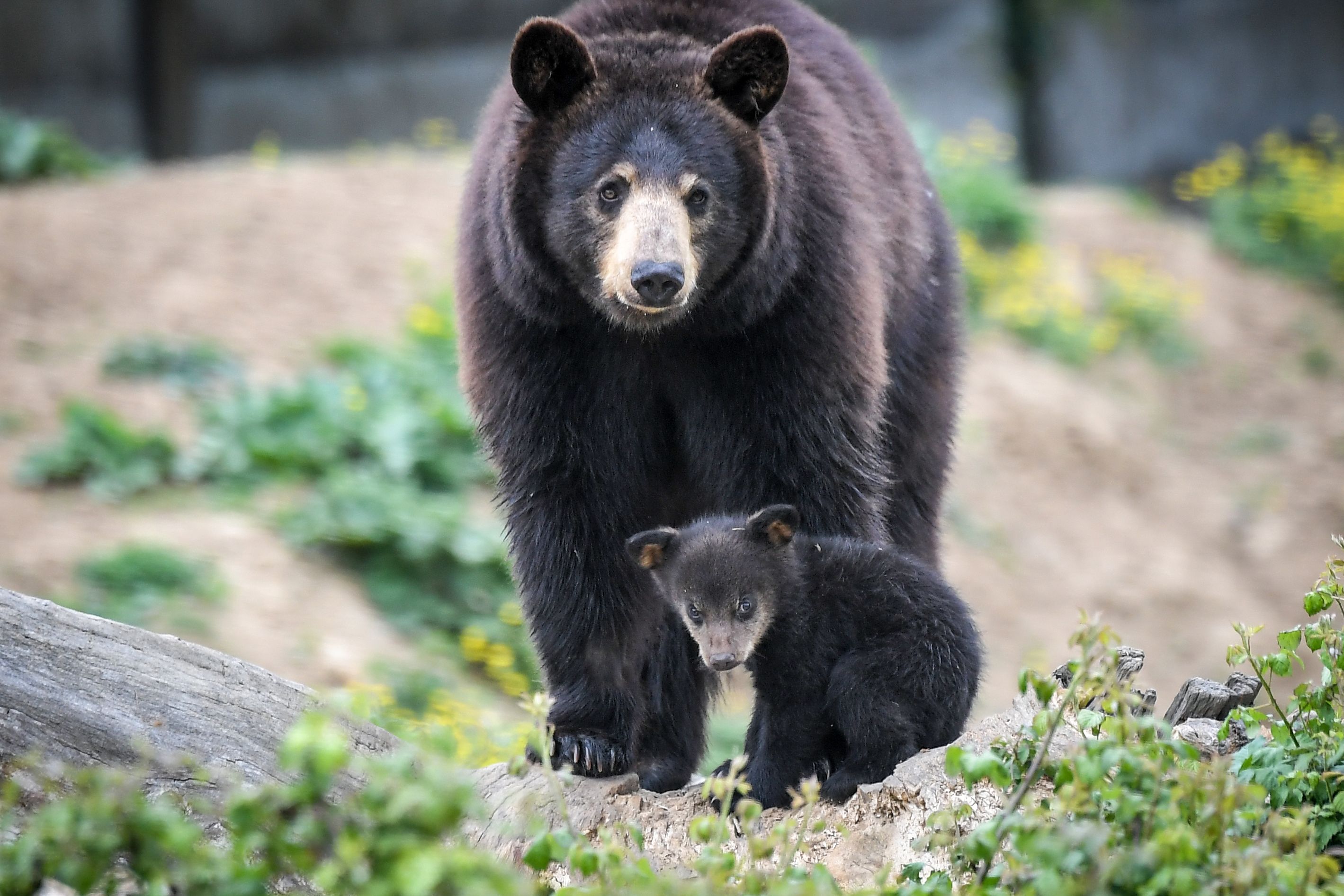 体型最小的熊类，常以素食为主（美洲黑熊）