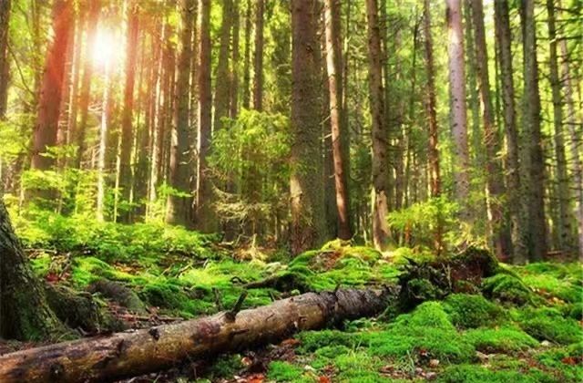 在3.06亿年地球种种迹象表明了森林并不是越多越好。
