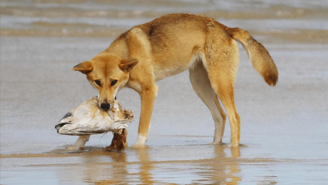 澳洲野犬的生活方式有什么特殊（动物习性）
